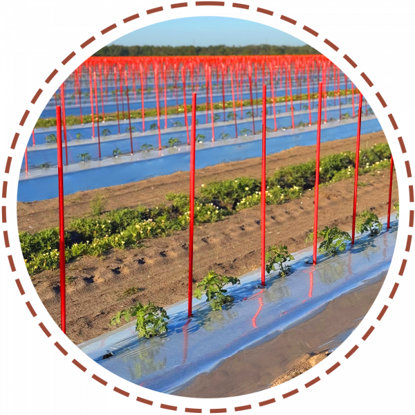 FL Best Commercial Agricultural Stakes FL Best Commercial Agricultural Stakes